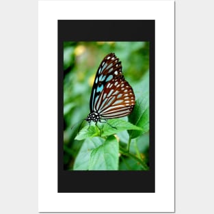 Black and Blue Butterfly Posters and Art